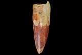 Spinosaurus Tooth - Real Dinosaur Tooth #80087-1